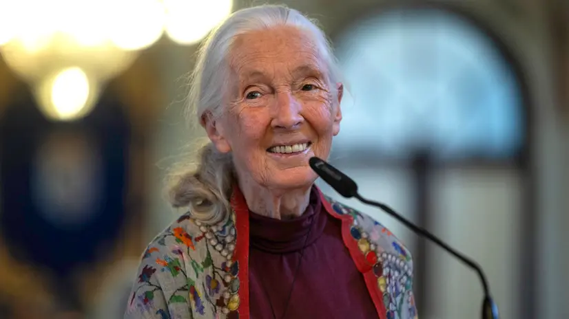 epa12069236 British ethologist and environmentalist Dr. Jane Goodall poses at the City Council of Malaga before offering a conference entitled 'Hope in Action', in Malaga, southern Spain, 02 May 2025. EPA/JORGE ZAPATA