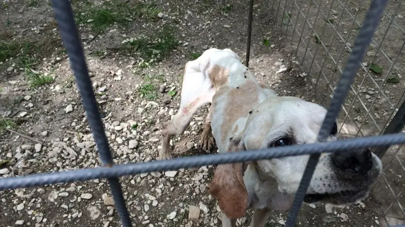 (ANSA) - MONTEMARCIANO (ANCONA), 29 MAG - Animali: sequestrati cani maltrattati a un chiaravallese.