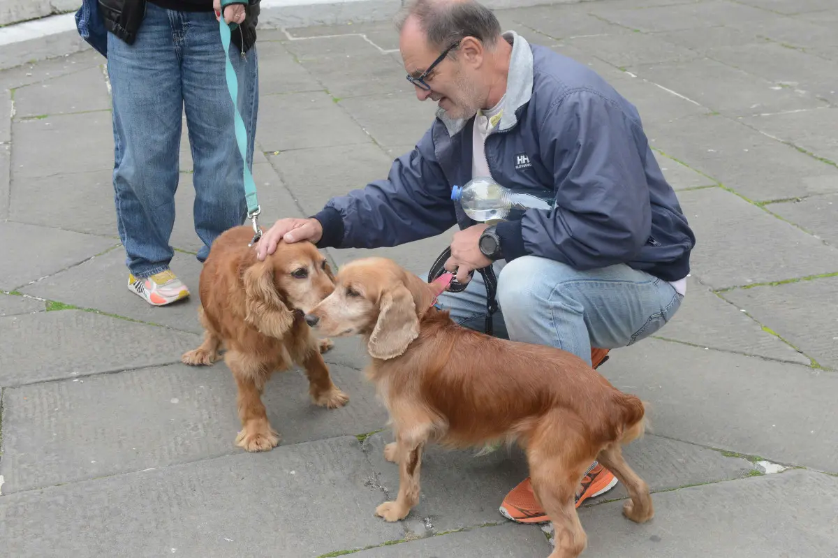 La benedizione degli animali alla chiesa di San Francesco