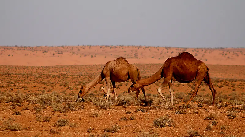 Dromedari brucano nel deserto - Foto di Joxerra Aihartza-Nire argazki-bilduma/Wikipedia