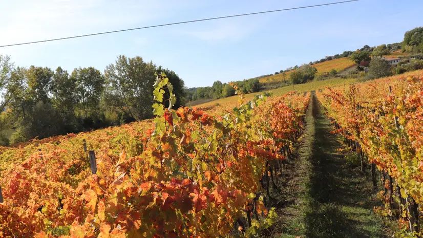 Foto dei vigneti d’autunno che si trovano in umbria nella zona di Montefalco. Ogni anno richiamano l’attenzione di fotografi e appassionati della natura