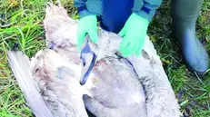 Un operatore del Wwf intento ad aiutare un volatile ferito