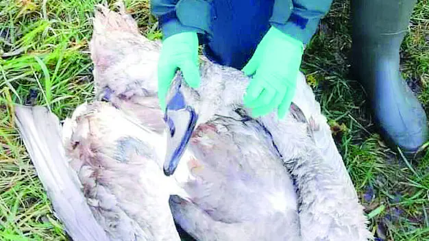 Un operatore del Wwf intento ad aiutare un volatile ferito