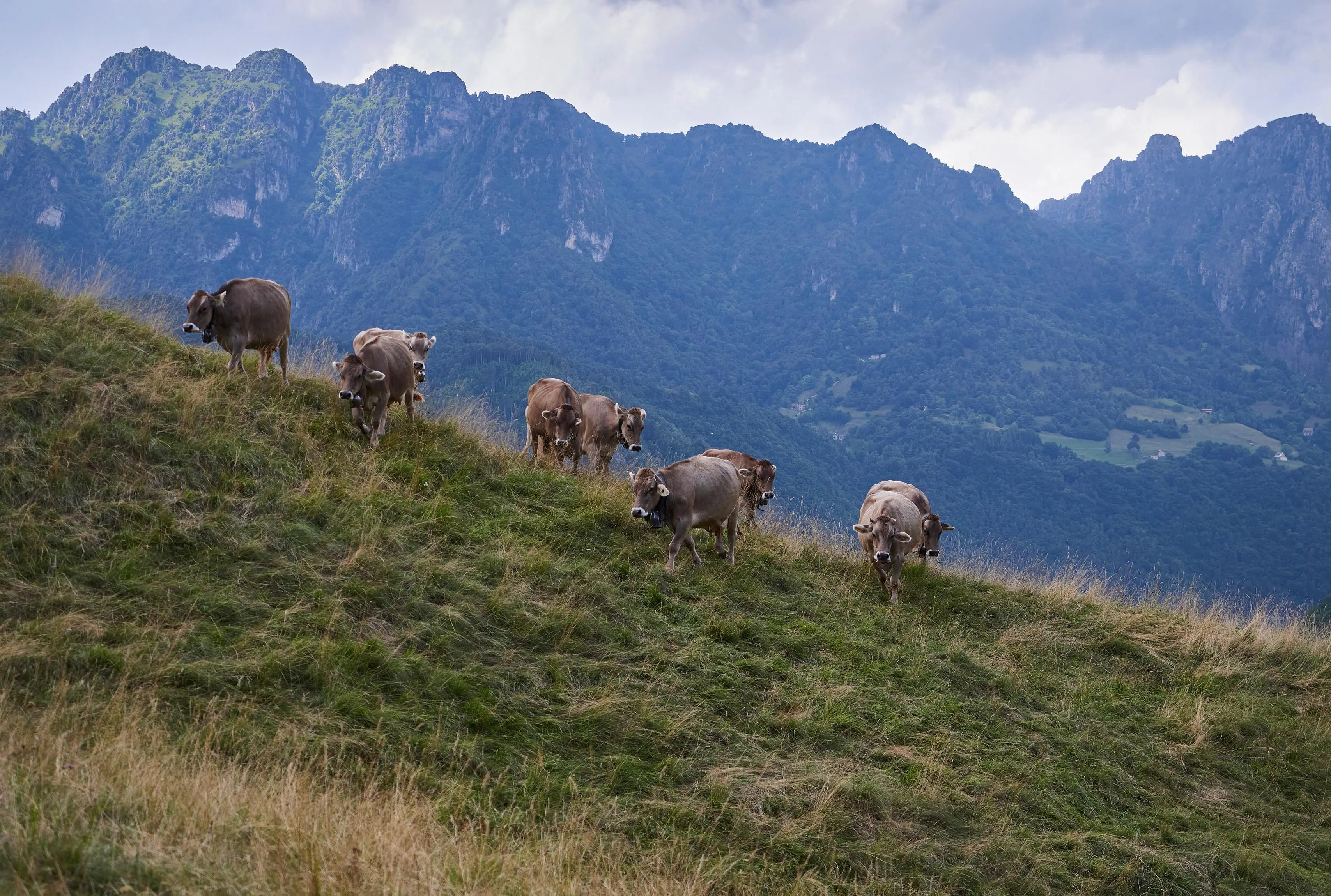 Il Tombea prodotto negli alpeggi della Val Vestino