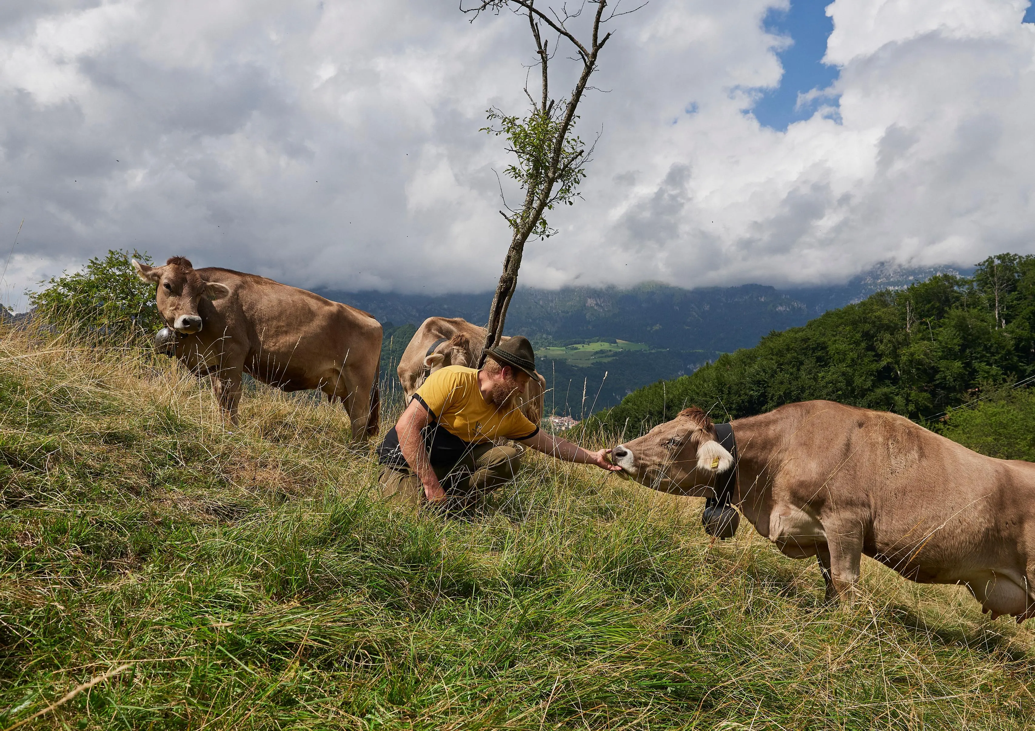 Il Tombea prodotto negli alpeggi della Val Vestino