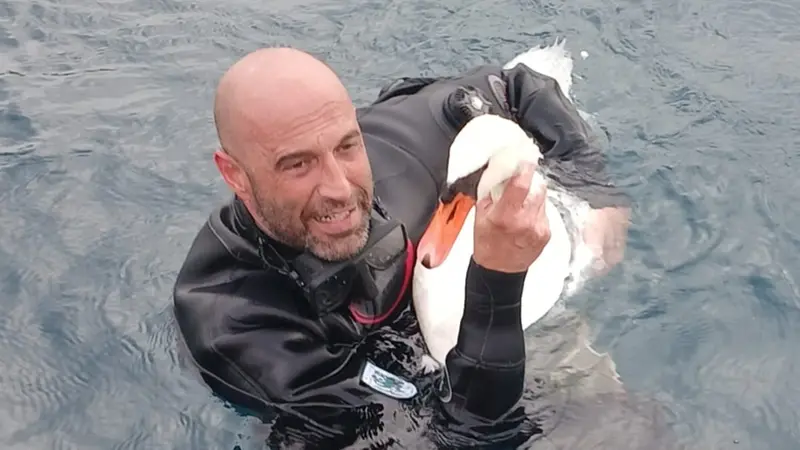 Un volontario del Wwf con un cigno salvato