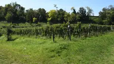Nella zona del Lucone si estendono i vigneti