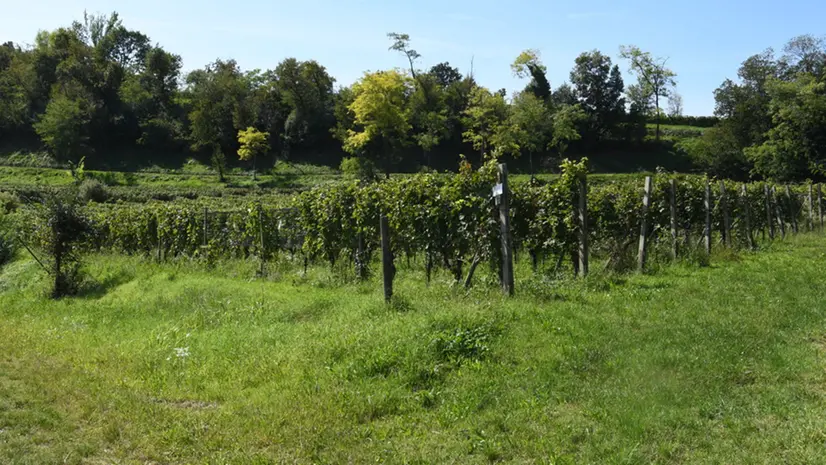 Nella zona del Lucone si estendono i vigneti