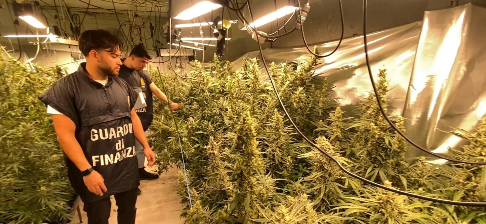 La Guardia di Finanza nella piantagione di marijuana