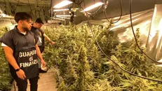 La Guardia di Finanza nella piantagione di marijuana