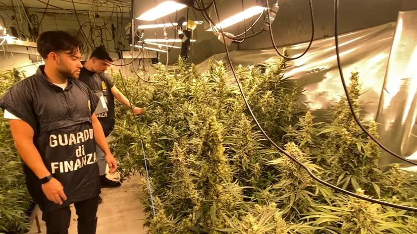 La Guardia di Finanza nella piantagione di marijuana