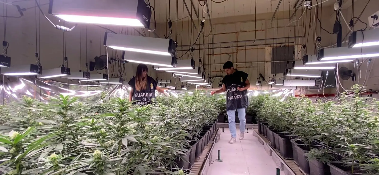 La Guardia di Finanza nella piantagione di marijuana