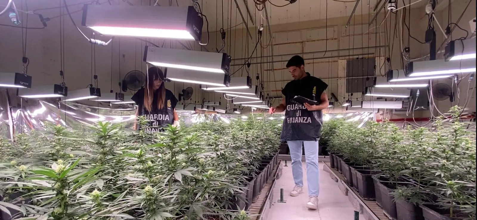 La Guardia di Finanza nella piantagione di marijuana