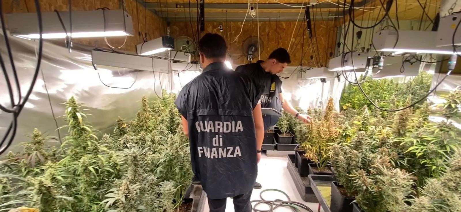 La Guardia di Finanza nella piantagione di marijuana