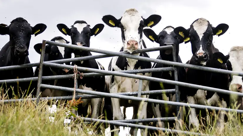 epa12237495 Cows in the pasture at the dairy farm of Jelle Vink, in Spaarndam, North Holland, Netherlands, 14 July 2025. The Hollands Agrarisch Jongeren Kontakt (HAJK) and Biologisch Noord-Holland signed an agreement committing to a 30 percent overall nitrogen reduction by 2035. EPA/REMKO DE WAAL