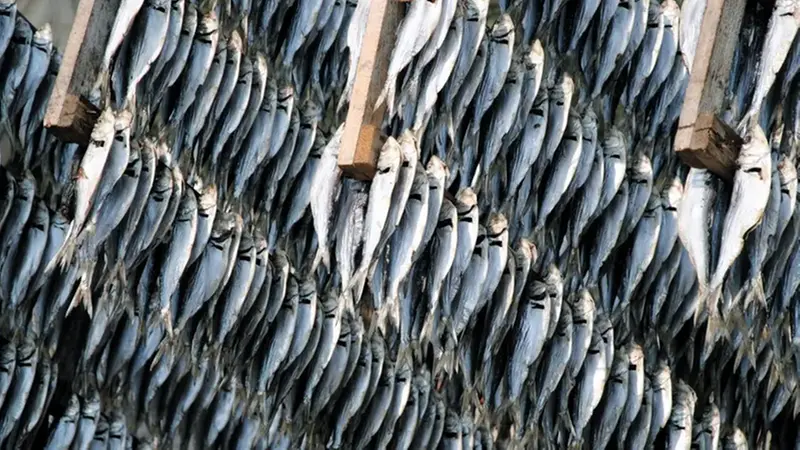 Le sardine essiccate