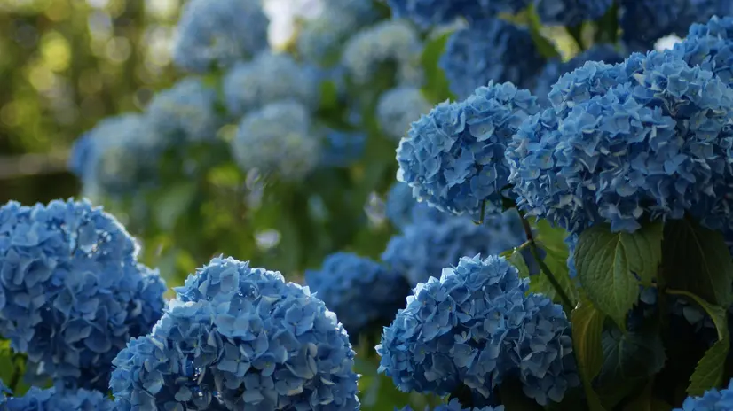 Ortensie