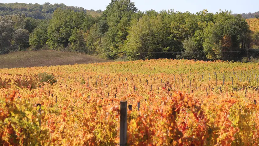 Foto dei vigneti d’autunno che si trovano in umbria nella zona di Montefalco. Ogni anno richiamano l’attenzione di fotografi e appassionati della natura