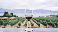 In queste settimane vengono presentate diverse guide dedicate ai vini