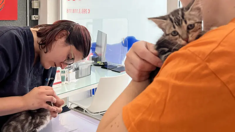 I volontari si sono presi cura dei gatti e dei cani