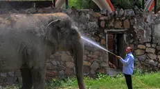 epa12169838 A zookeeper sprays an Indian elephant with water during a heatwave at the National Zoological Park in New Delhi, India, 11 June 2025. The National Zoological Park has installed sprinklers inside animals' enclosures and sprays water on animals and birds to combat the effects of the heatwave. According to the Indian Meteorological Department (IMD), Delhi registered 45-degree Celsius temperatures, and the prevailing heatwave is set to continue through 12 June. EPA/RAJAT GUPTA