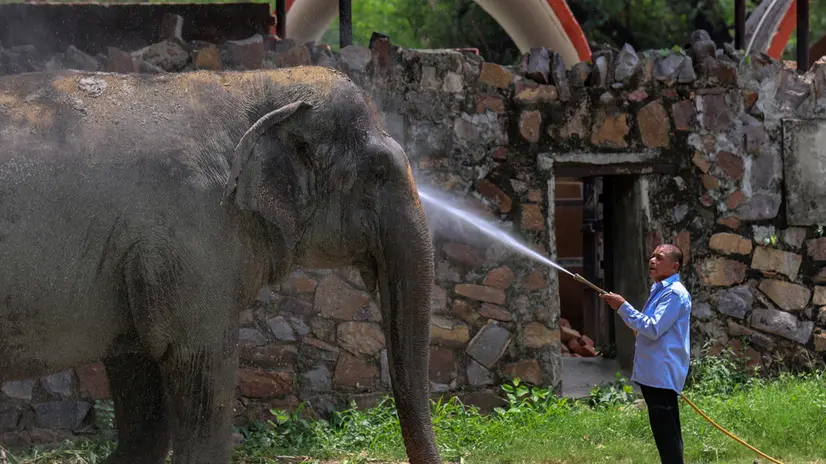 epa12169838 A zookeeper sprays an Indian elephant with water during a heatwave at the National Zoological Park in New Delhi, India, 11 June 2025. The National Zoological Park has installed sprinklers inside animals' enclosures and sprays water on animals and birds to combat the effects of the heatwave. According to the Indian Meteorological Department (IMD), Delhi registered 45-degree Celsius temperatures, and the prevailing heatwave is set to continue through 12 June. EPA/RAJAT GUPTA