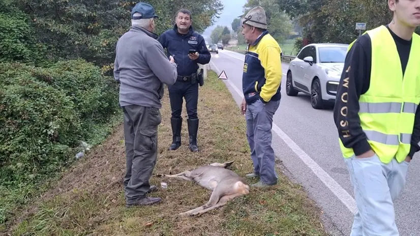 Il capriolo è stato travolto da un'auto