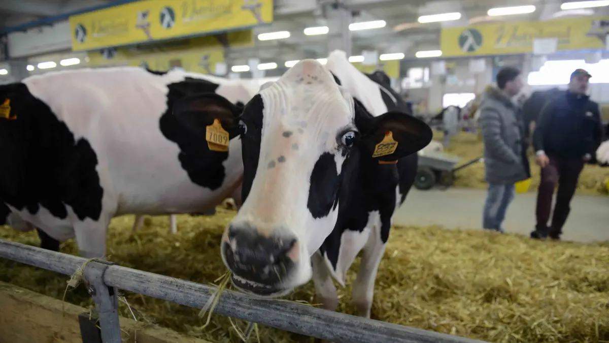 Torna Fazi, la Fiera agricola zootecnica italiana di Montichiari ...