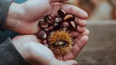 Si è aperta la stagione delle castagne