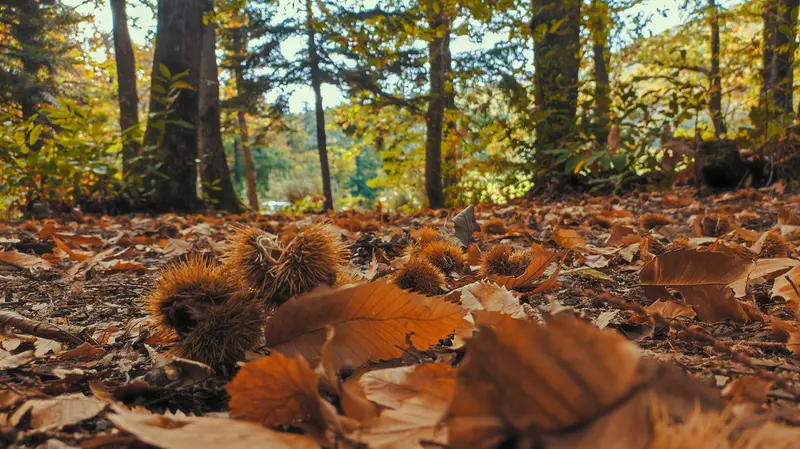 Si è molto ridotta la raccolta delle castagne nei boschi