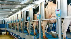 Vacche da latte in un'azienda - © www.giornaledibrescia.it