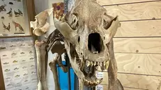 Lo scheletro dell'orso che sarà esposto a Prevalle - © www.giornaledibrescia.it