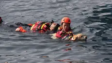 Cani guida e cani da salvataggio protagonisti a Salò - © www.giornaledibrescia.it