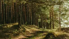 Le nostre foreste sono una risorsa per il territorio - © www.giornaledibrescia.it