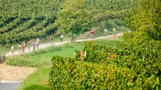 Una pedalata tra i vigenti - © www.giornaledibrescia.it