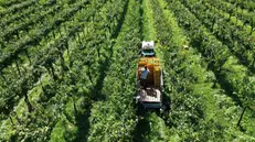 Ottima la vendemmia 2025 - © www.giornaledibrescia.it