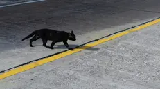 Un gatto nero attraversa la strada
