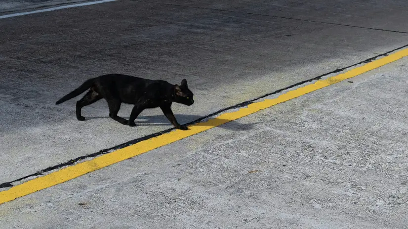 Un gatto nero attraversa la strada