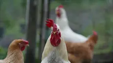 foto franco silvi polli