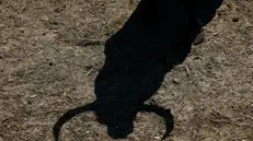 epa12219590 The shadow of one of the bulls to be bullfought at the Sanfermines fiesta in honor of San Fermin, Pamplona's patron saint, is seen at its enclosure in Pamplona, northern Spain, 05 July 2025 (issued 06 July 2025). The City Council's is to conduct a survey of public perception about aspects such as the most popular and also the most controversial: the bulls being run in the traditional 'encierro' and then killed in bullfights. The first recorded program for Sanfermines dates back to 1591, when only a bullfight was performed. Currently, 54 bulls are killed in Pamplona's bullring each year. EPA/JESUS DIGES