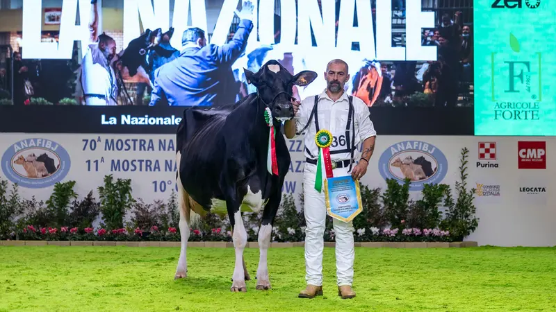 Il concorso bovino: Sabbiona Tiky, la miglior frisona nel 2023 © www.giornaledibrescia.it