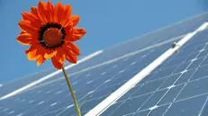 Un fiore su un pannello fotovoltaico