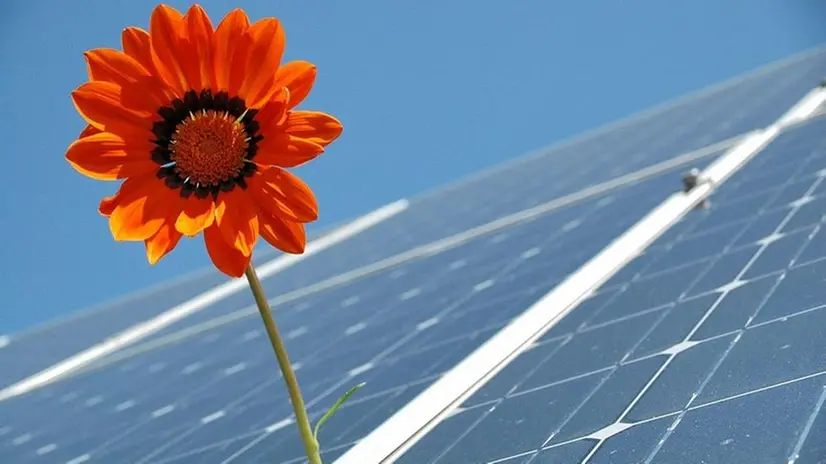 Un fiore su un pannello fotovoltaico