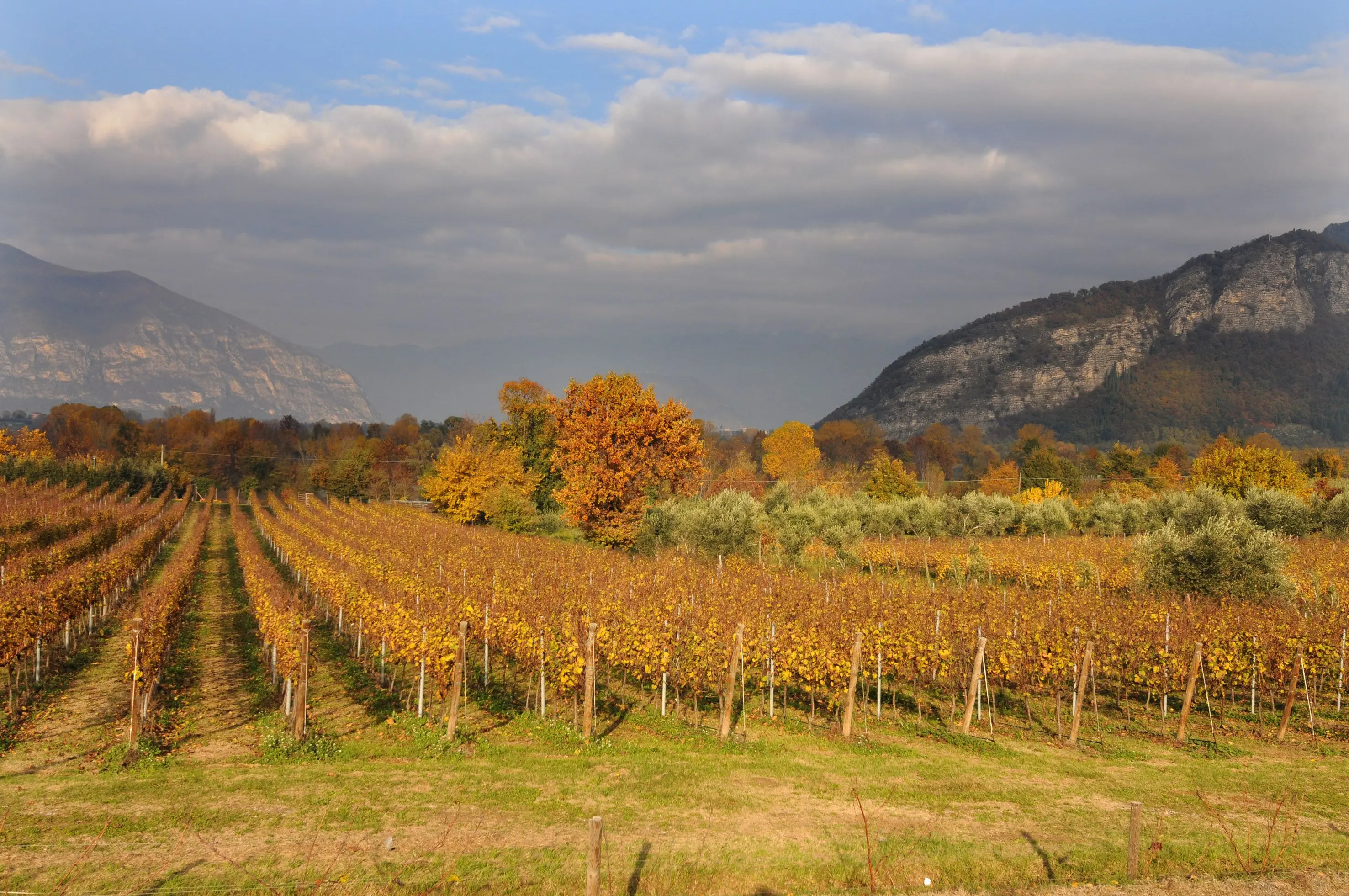 https://api.gdb.atexcloud.io/image-service/view/acePublic/alias/contentid/1mp9qe8rp65gkx98ms0/0/le-vigne-vestite-dautunno-con-i-colori-del-foliage.webp