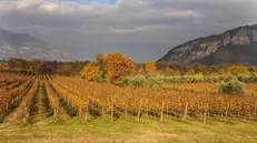 Le vigne vestite d’autunno con i colori del foliage