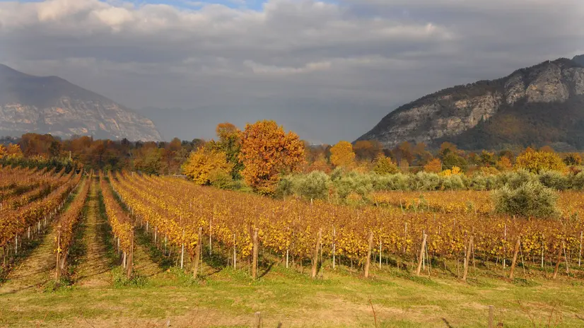 Le vigne vestite d’autunno con i colori del foliage