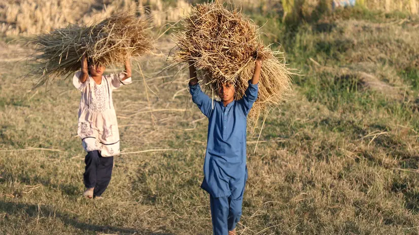 epa10971741 Children carry bundles of wheat stalks during the harvesting season in a field on the outskirts of Lahore, Pakistan, 12 November 2023. Wheat is considered a staple diet and one of most important crops in Pakistan, and it is cultivated on the largest acreages across the country. EPA/RAHAT DAR