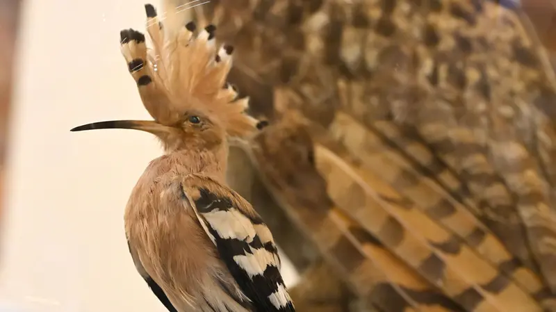 Uno degli animali esposti in Castello - Ufficio stampa Comune di Brescia/Christian Penocchio