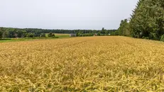 L’agroalimentare, il cuore pulsante del Sud Lombardia, da solo vale il 70% del Pil agricolo regionale