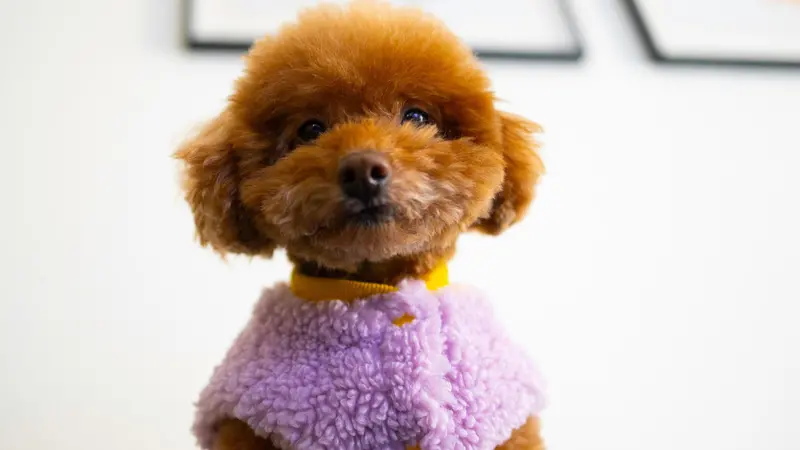Un cagnolino con un cappottino in pile